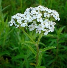 Yarrow con artrosis